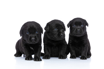 timid little group of labrador retriever puppies looking to side