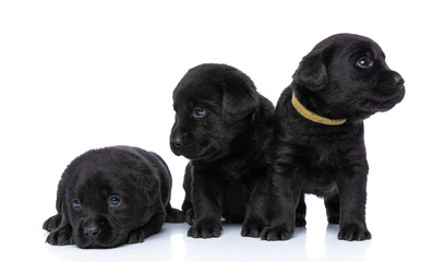 curious group of three adorable labrador retriever puppies looking to side