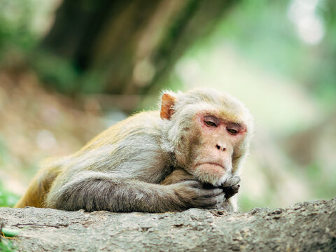 Funny philosopher macaque monkey animal in a wild forest in Nepal 