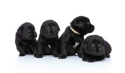 Obraz premium adorable labrador retriever group of puppies looking to side