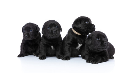 cute row of four labrador retriever dogs looking to side