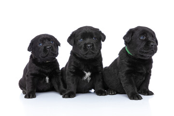 small labrador retriever puppies sitting and looking up