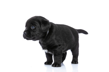 Fototapeta premium side view of cute little labrador retriever puppy looking to side