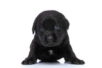 timid little labrador retriever puppy laying down in studio