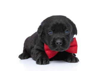 sweet elegant labrador retriever puppy wearing red bowtie