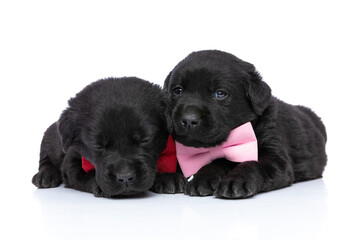 adorable loving couple of labrador retriever puppies wearing bowties