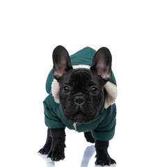 cute lovely frenchie dog in green costume walking  on white background