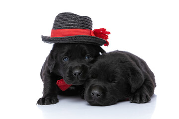 lovely couple of two labrador retriever puppies sleeping and resting