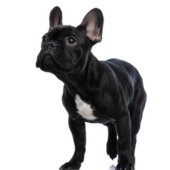 beautiful small frenchie puppy looking up