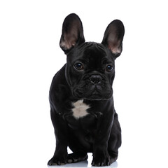 lovely little french bulldog dog sitting on white background