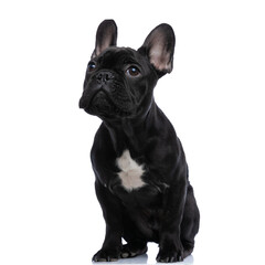 adorable small bully pup looking up and sitting