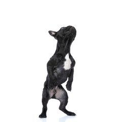 Obraz premium eager black french bulldog puppy looking up and back leg standing