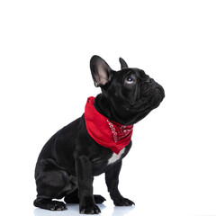 side view of curious french bulldog puppy with red bandana looking up