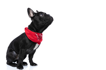 side view of eager little french bulldog looking up
