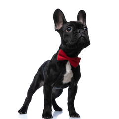 curious little elegant french bulldog puppy looking up