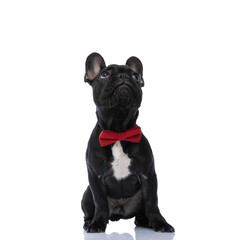 curious little french bulldog dog wearing red bowtie and looking up