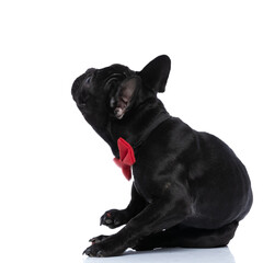 side view of elegant french bulldog puppy wearing red bowtie