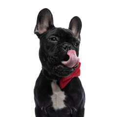beautiful little french bulldog dog with red bowtie licking nose