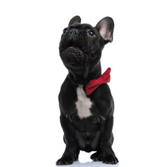 hungry little french bulldog dog with bowtie looking up