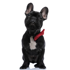 Obraz premium suspcious little french bulldog puppy wearing red bowtie looking up