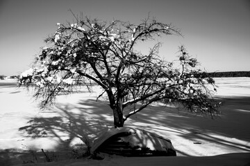 Snowy trees. Winter is here.