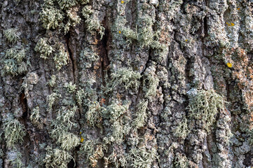 Gros plan d'écorce d'arbre
