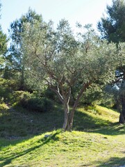 Olivier nature Provence 
