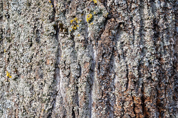 Gros plan d'écorce d'arbre