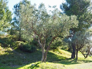 Olivier nature Provence 