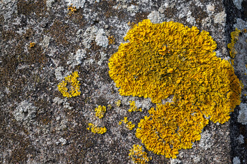 Gros plan de lichen jaune sur du béton