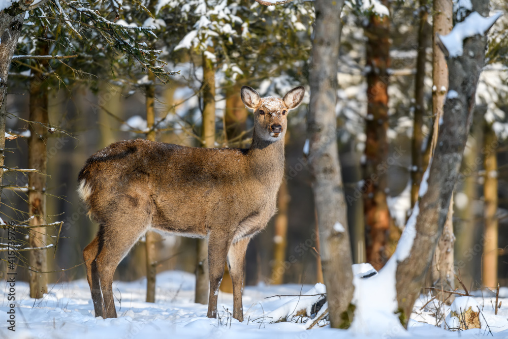 Sticker Roe deer in the winter forest. Animal in natural habitat