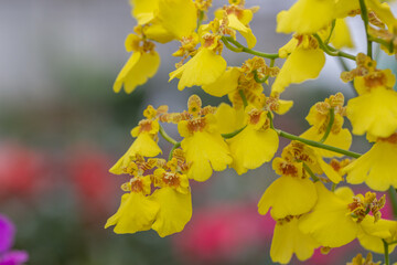 Colored Phalaenopsis and green leaves，Phalaenopsis aphrodite Rchb. F.