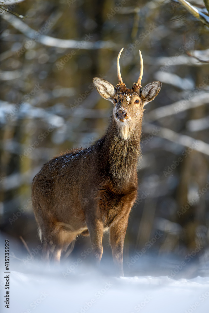 Poster Roe deer in the winter forest. Animal in natural habitat