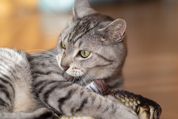 魚のぬいぐるみで遊ぶ猫　サバトラ猫