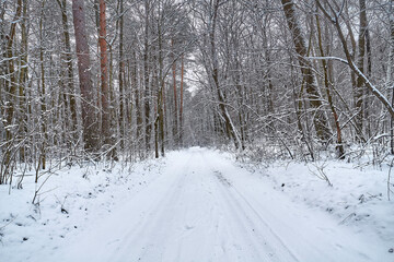 Snowy road in the winter forest.