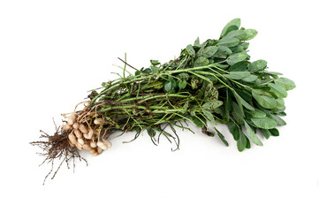 Groundnut plants isolated on white background.