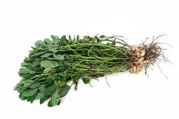 Groundnut plants isolated on white background.
