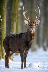 Naklejka na ściany i meble Roe deer in the winter forest. Animal in natural habitat
