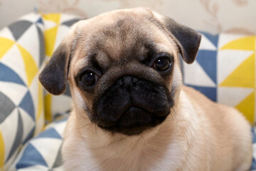 A puppy of a pug dog named Cupcake.