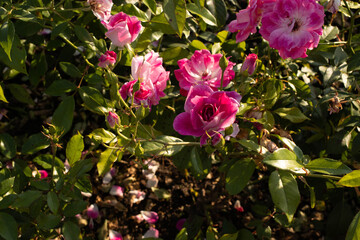 pink roses in a park