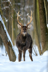 Roe deer in the winter forest. Animal in natural habitat