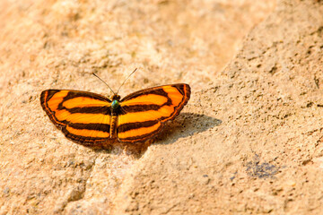 A small butterfly with a large rock in the background