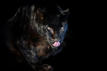 Close up big leopard isolated on black background © byrdyak