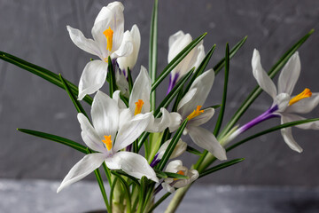 Spring crocuses on the gray background.