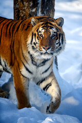 Beautiful wild siberian tiger on snow