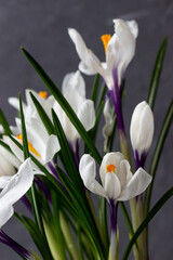 Spring crocuses on the gray background.