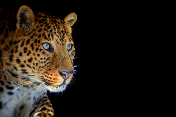 Gros plan gros léopard isolé sur fond noir