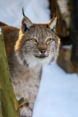 Fototapeta premium Lynx portrait in the snow. Wildlife scene from winter nature