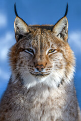 Lynx portrait in the snow. Wildlife scene from winter nature