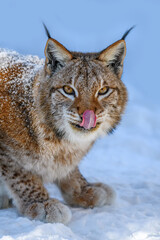 Lynx portrait in the snow. Wildlife scene from winter nature